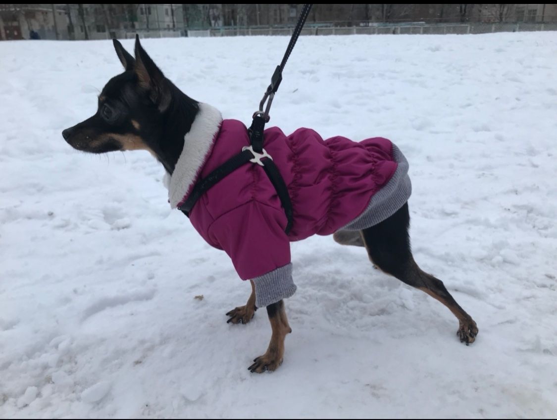 Одежда для домашнего питомца