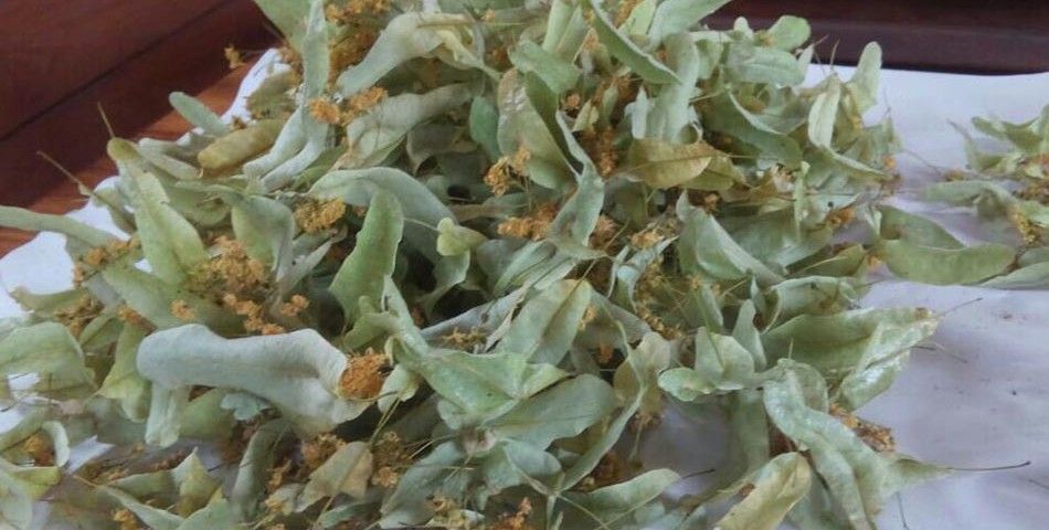 Сбор липового цвета