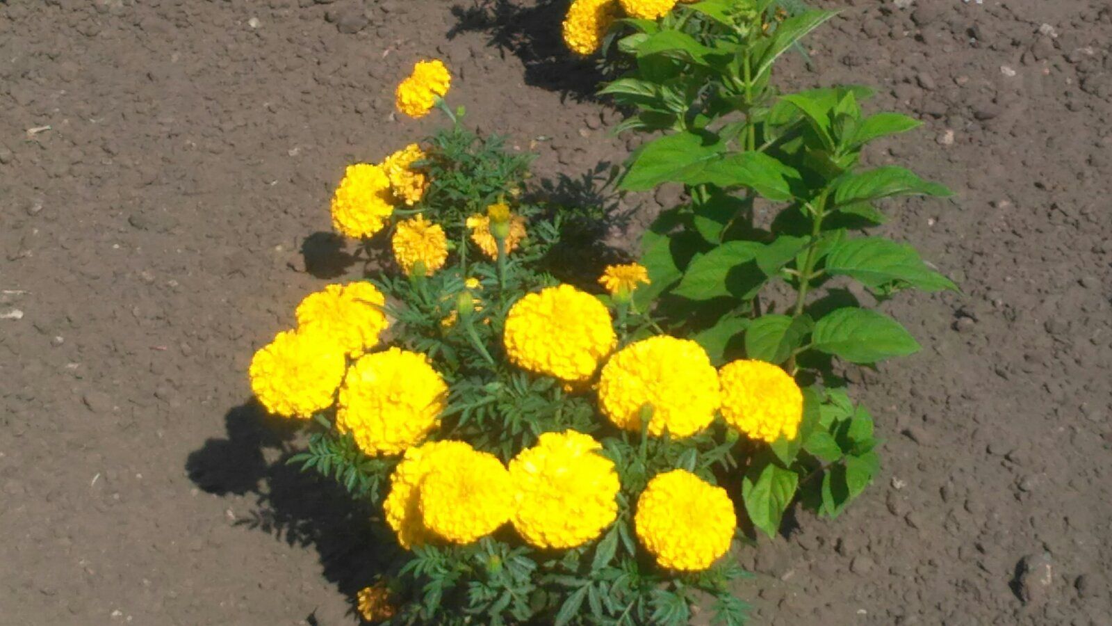 Чего боятся комары? Домашние хитрости