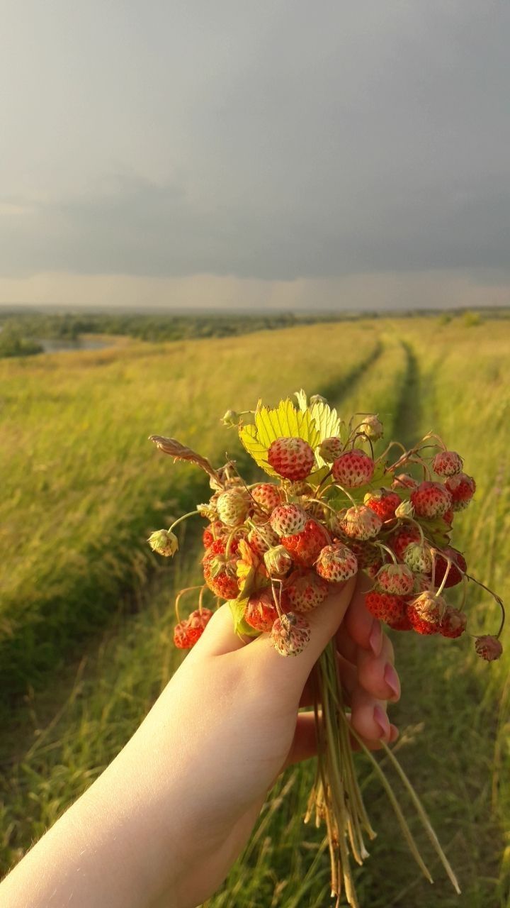 Летняя ягода: лесная клубника