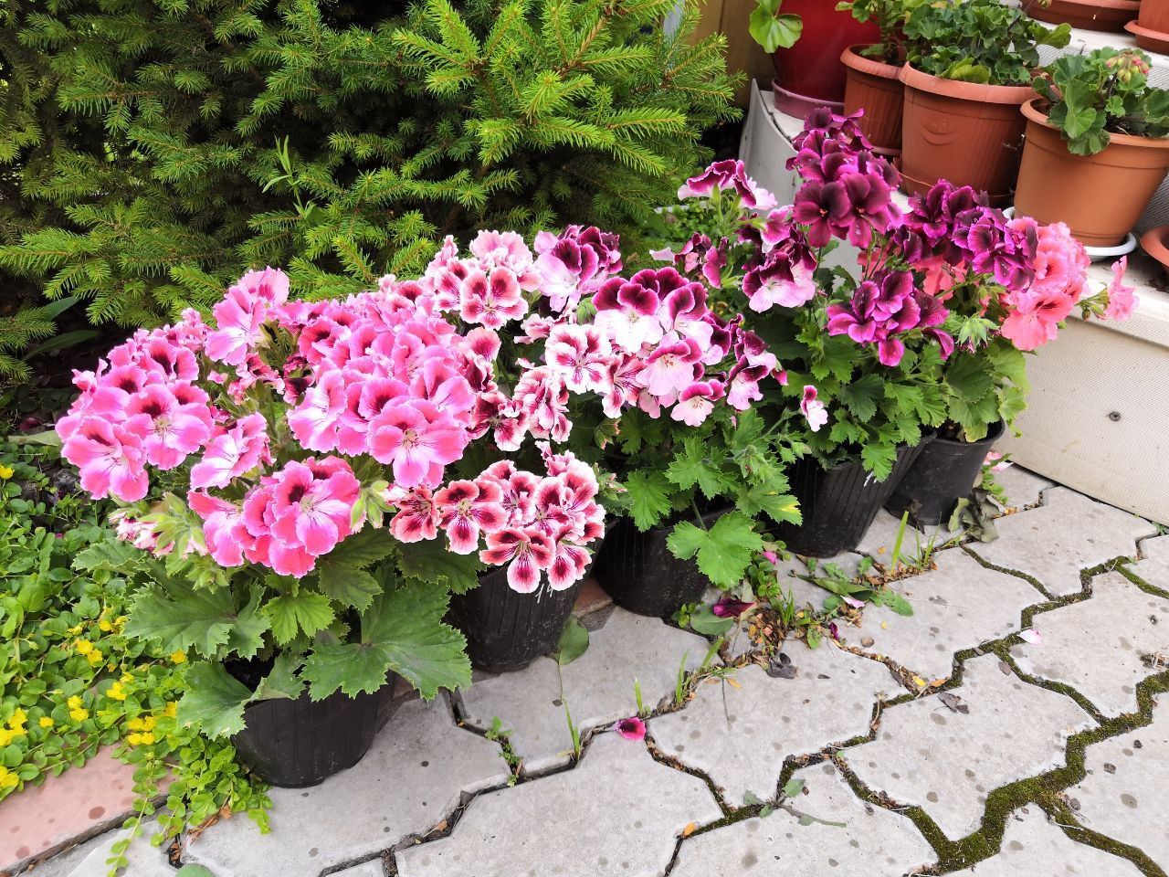 Растения которые не вянут от холода