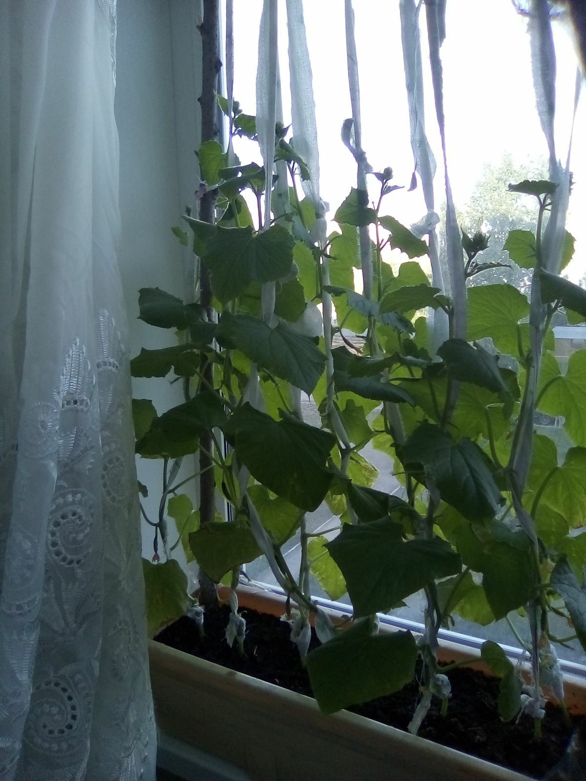 Как вырастить огурцы на своем подоконнике