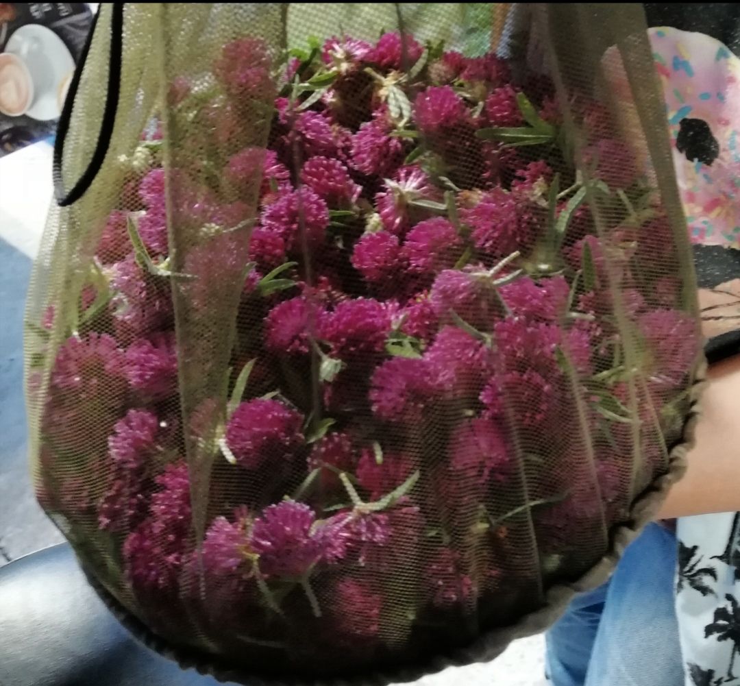 Сушу клевер на зиму. Полезные свойства