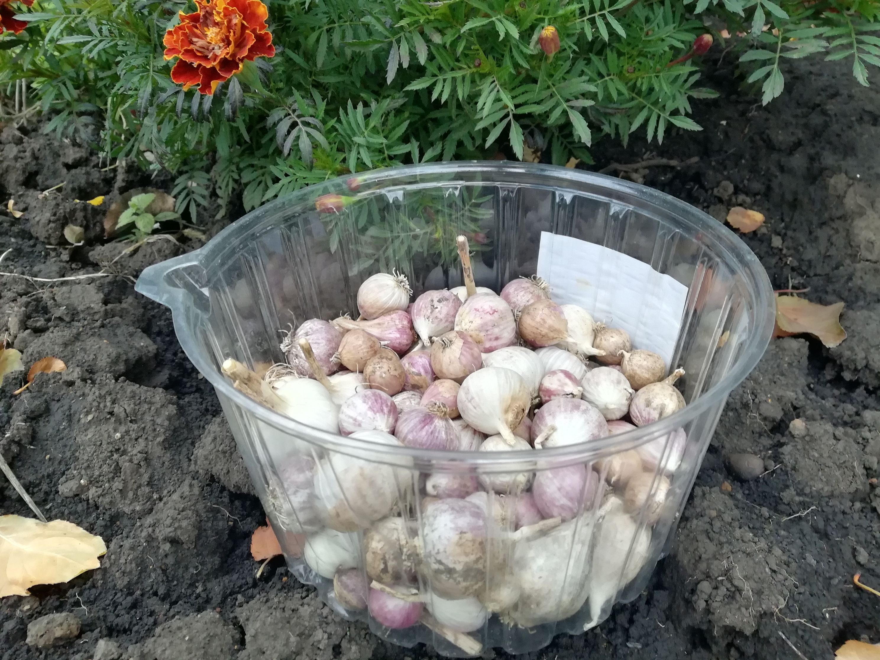 Готовим огород к зиме: подзимний посев